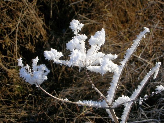 rundgang_raureif_winter_2007_29_20160830_1594730647