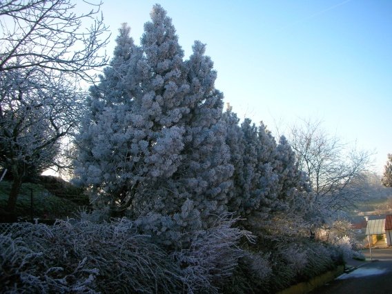 rundgang_raureif_winter_2007_67_20160830_1574165287