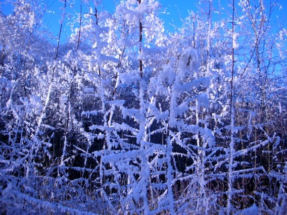 rundgang_raureif_winter_2007_8_20160830_1771435153
