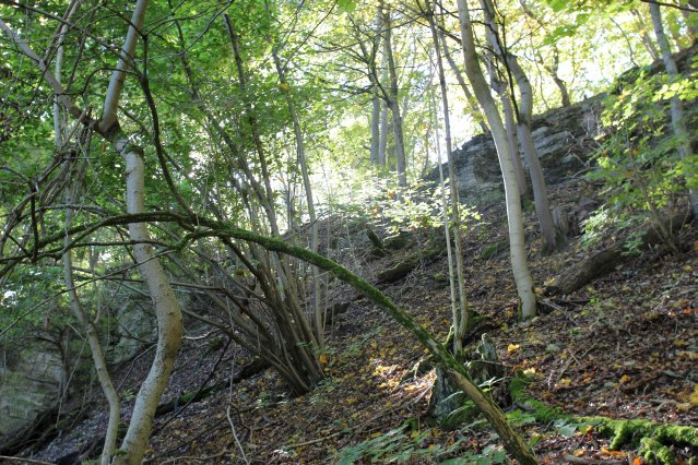 hr4_wandertag_in_grandenborn_107_20160830_1842117644